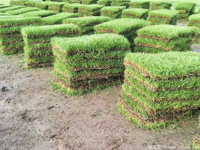 结缕草草坪