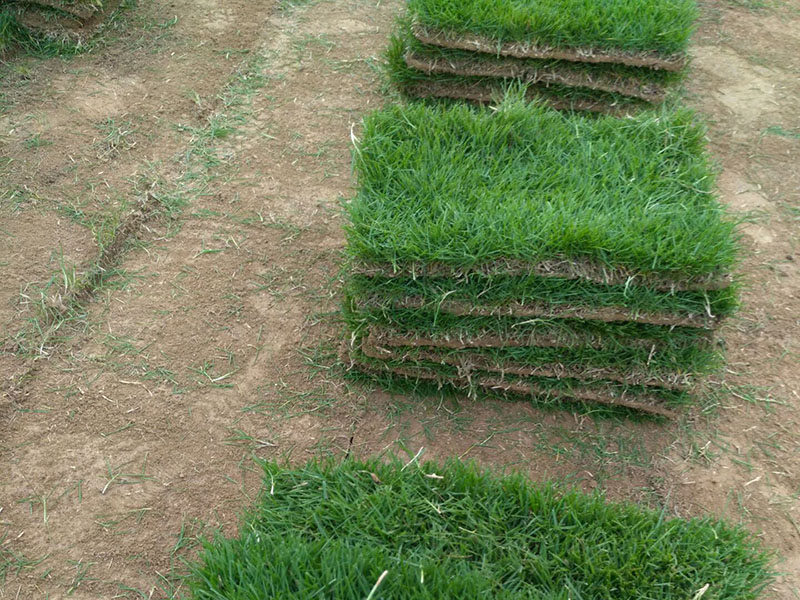 马尼拉草坪