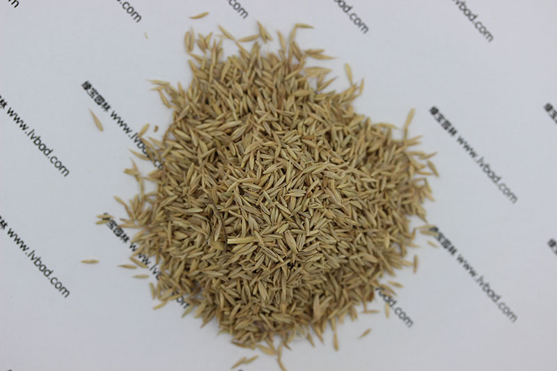 <a href='https://www.lvbad.com/mucaozhongzi/8.html' target='_blank'>鸭茅草种子</a>