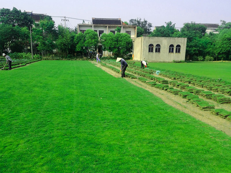 果岭草草坪