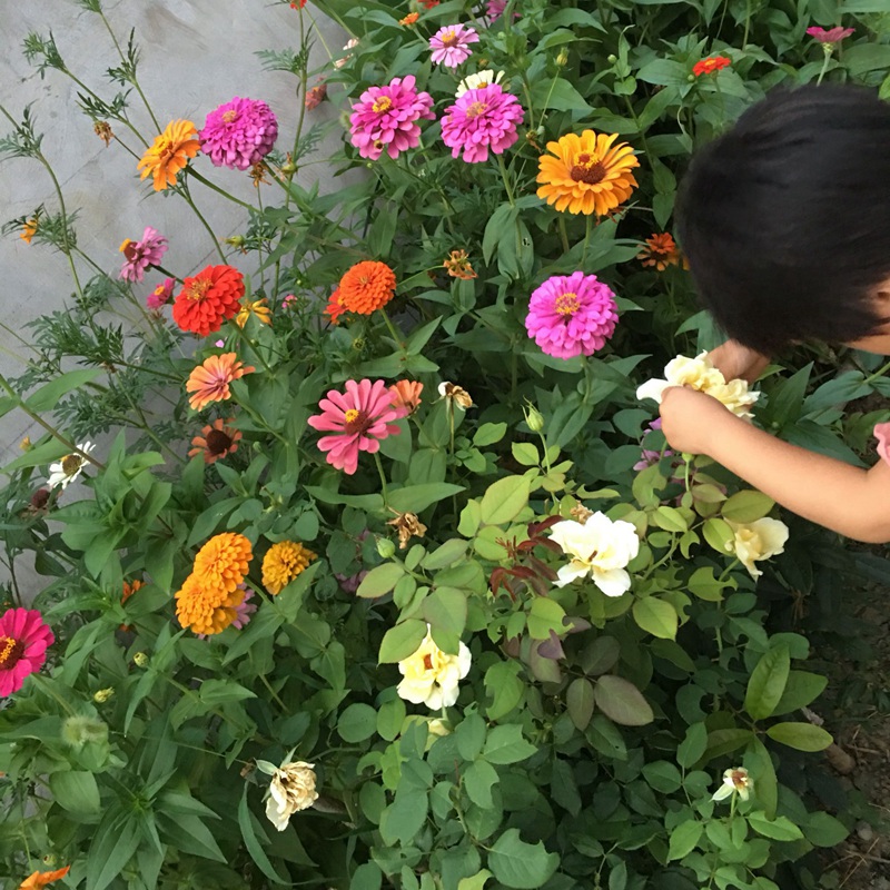 百日草开花图片