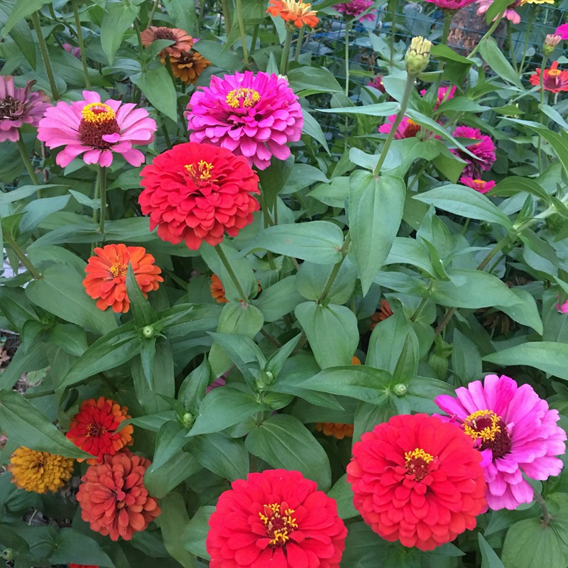 百日草开花图片