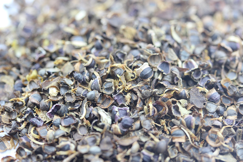金鸡菊<a href='https://www.lvbad.com/' target='_blank'>种子</a>
