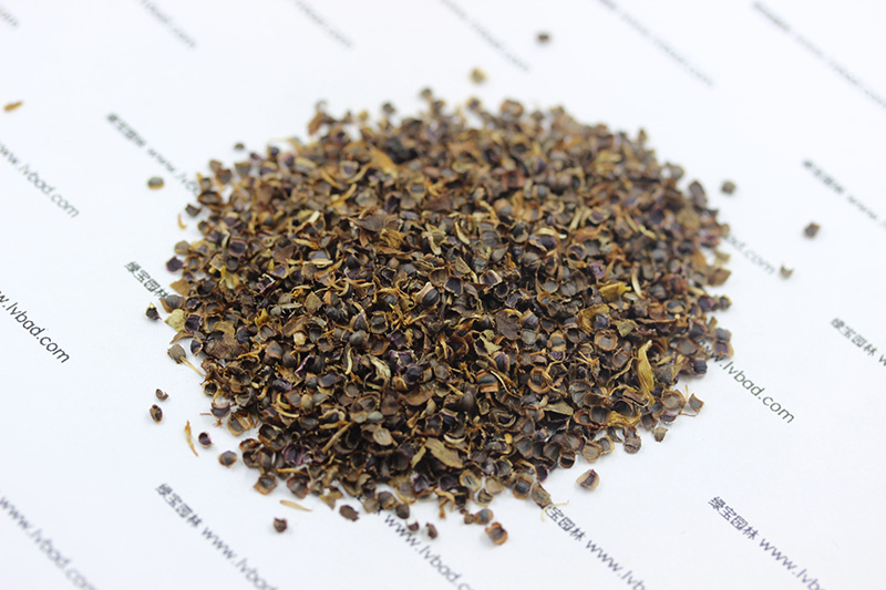 金鸡菊<a href='https://www.lvbad.com/' target='_blank'>种子</a>