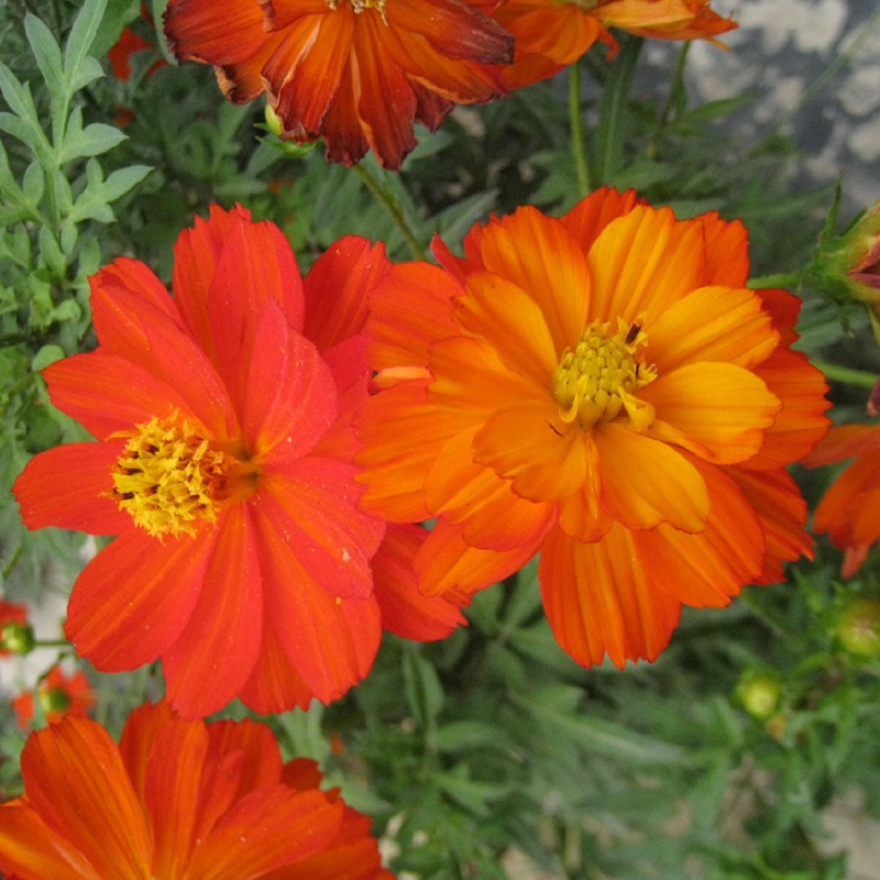硫华菊花朵颜色