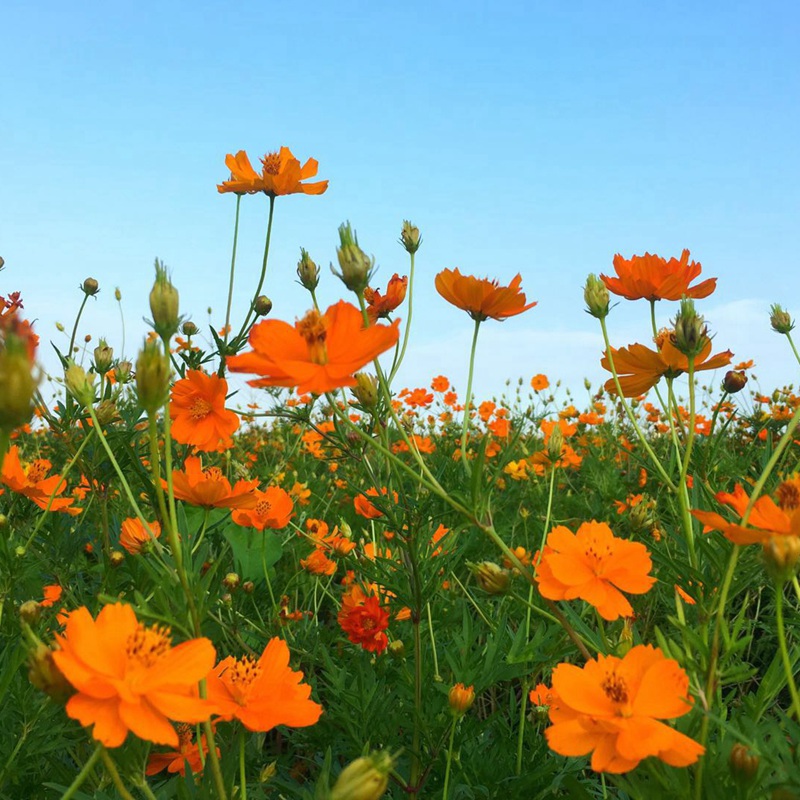 硫华菊花朵颜色
