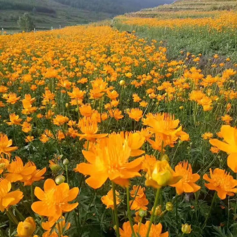 硫华菊花朵花海大面积