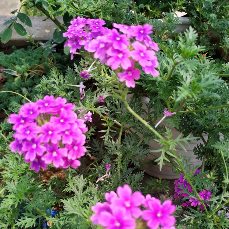 美女樱花朵叶子