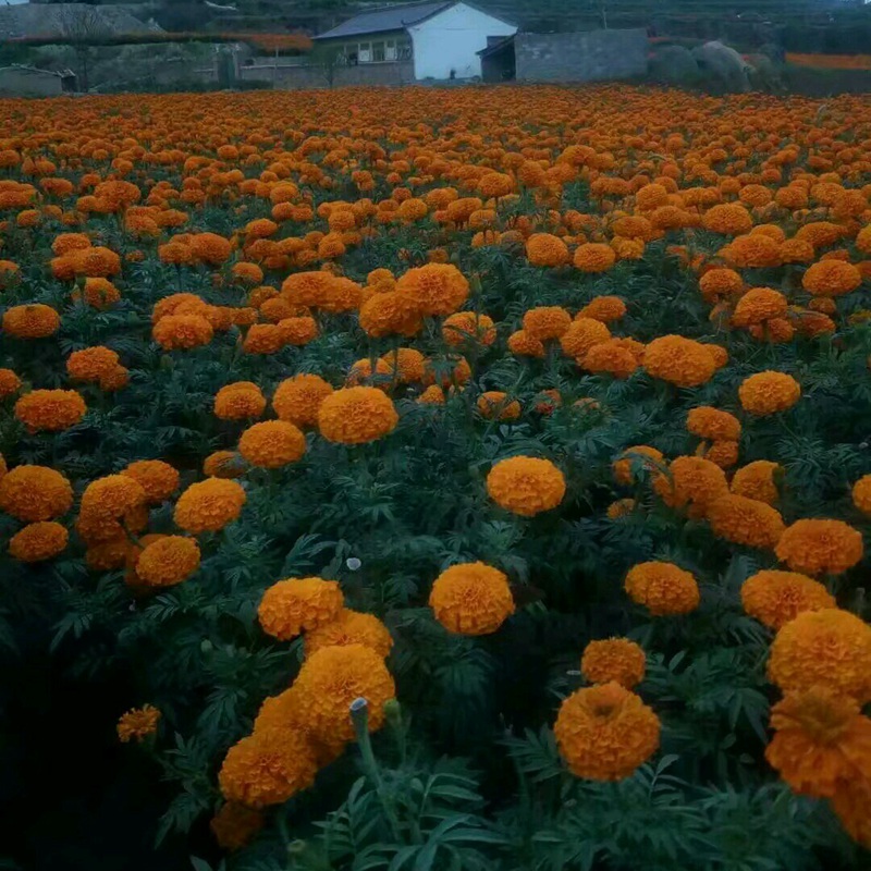 万寿菊