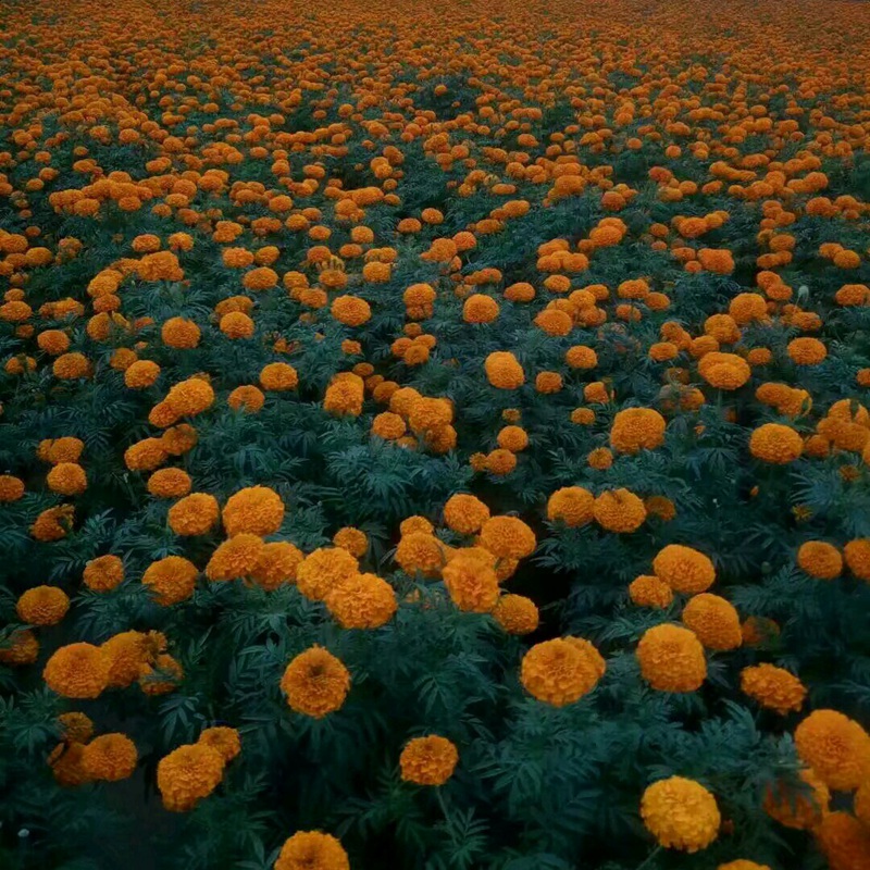 万寿菊