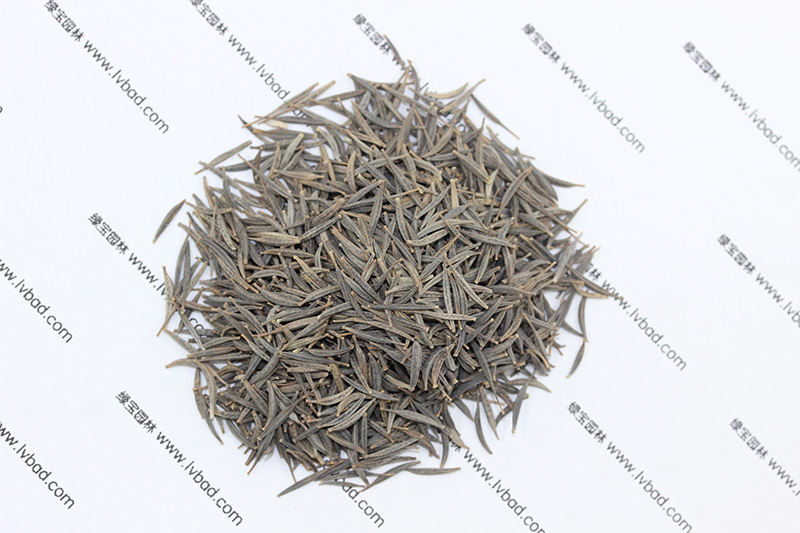 <a href='https://www.lvbad.com/caohuazhongzi/1054.html' target='_blank'>格桑花种子</a>