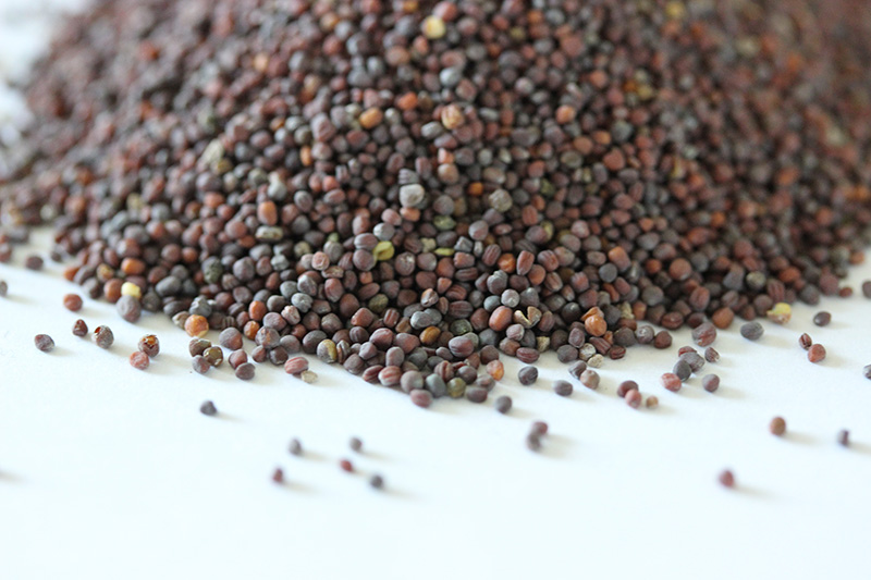 油菜<a href='https://www.lvbad.com/' target='_blank'>种子</a>