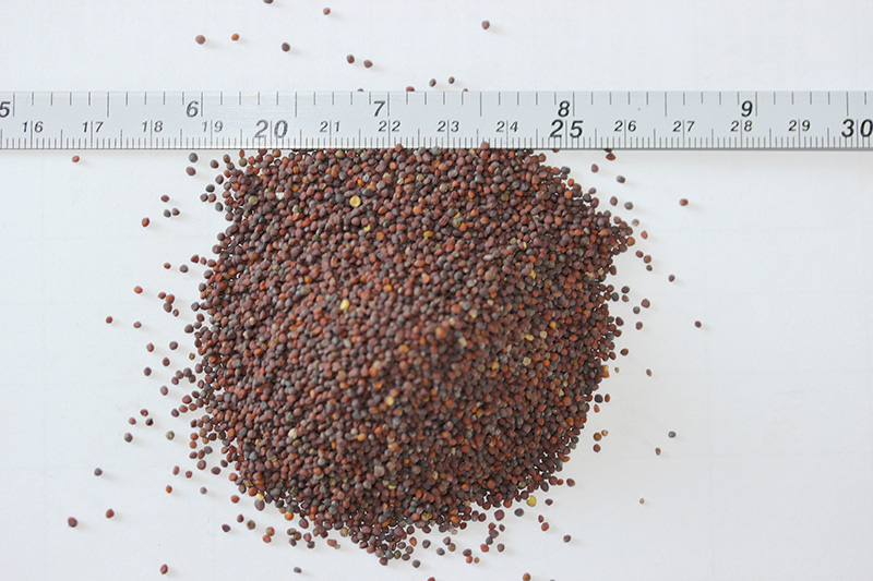 <a href='https://www.lvbad.com/caohuazhongzi/17855.html' target='_blank'>油菜种子</a>