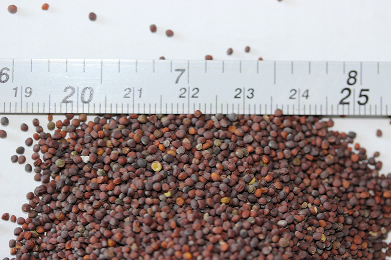 <a href='https://www.lvbad.com/caohuazhongzi/17855.html' target='_blank'>油菜种子</a>