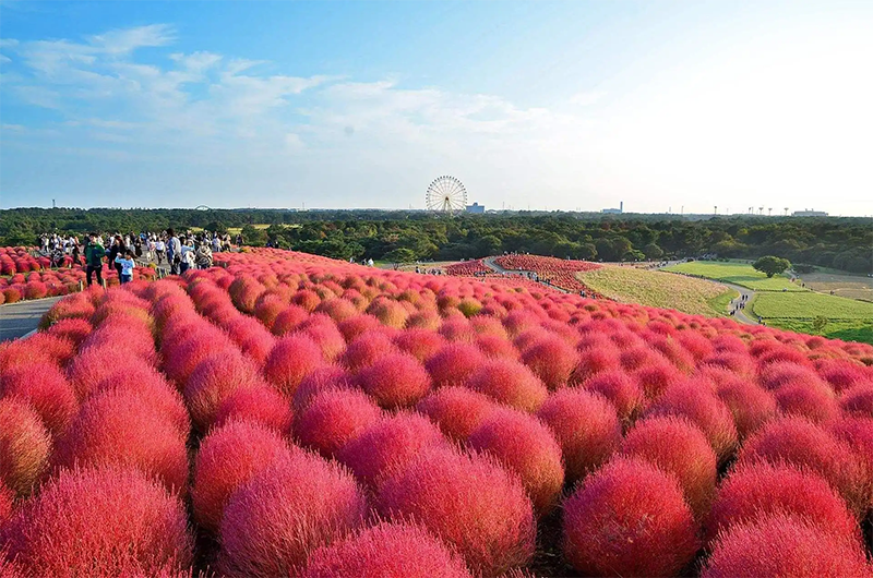 红叶<a href='https://www.lvbad.com/caohuazhongzi/1041.html' target='_blank'>地肤</a>植株图片