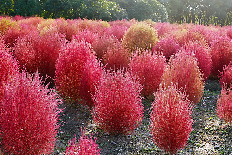 <a href='https://www.lvbad.com/caohuazhongzi/16600.html' target='_blank'>红叶地肤</a>植株图片