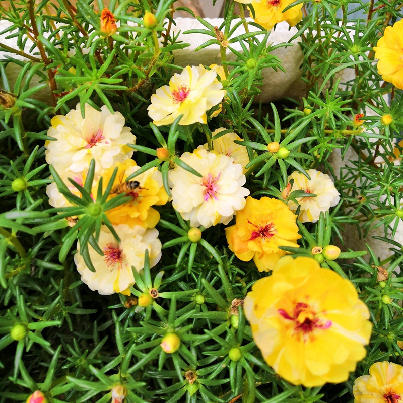 太阳花<a href='https://www.lvbad.com/' target='_blank'>种子</a>