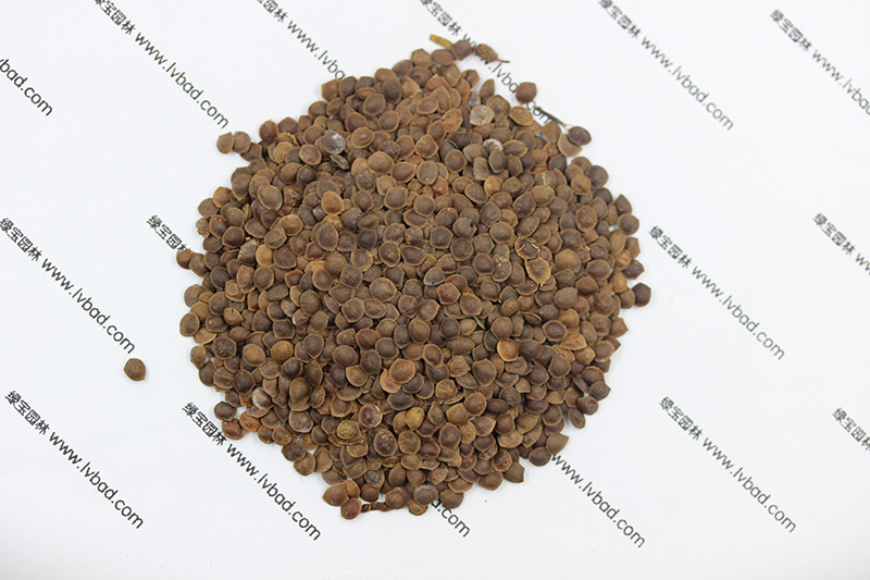 <a href='https://www.lvbad.com/caohuazhongzi/1058.html' target='_blank'>含羞草</a><a href='https://www.lvbad.com/' target='_blank'>种子</a>