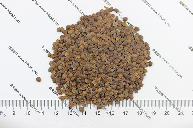 <a href='https://www.lvbad.com/caohuazhongzi/1058.html' target='_blank'>含羞草种子</a>