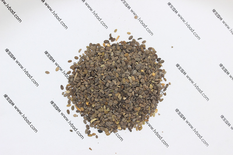福禄考<a href='https://www.lvbad.com/' target='_blank'>种子</a>
