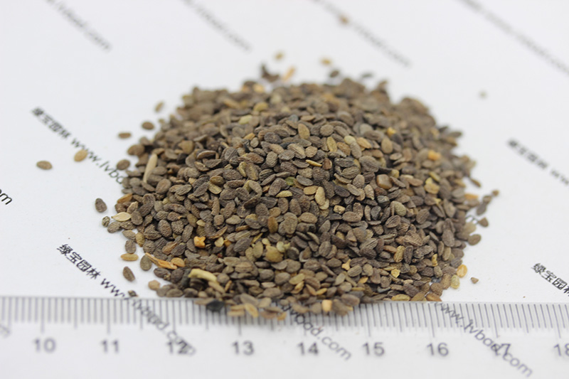 福禄考种子