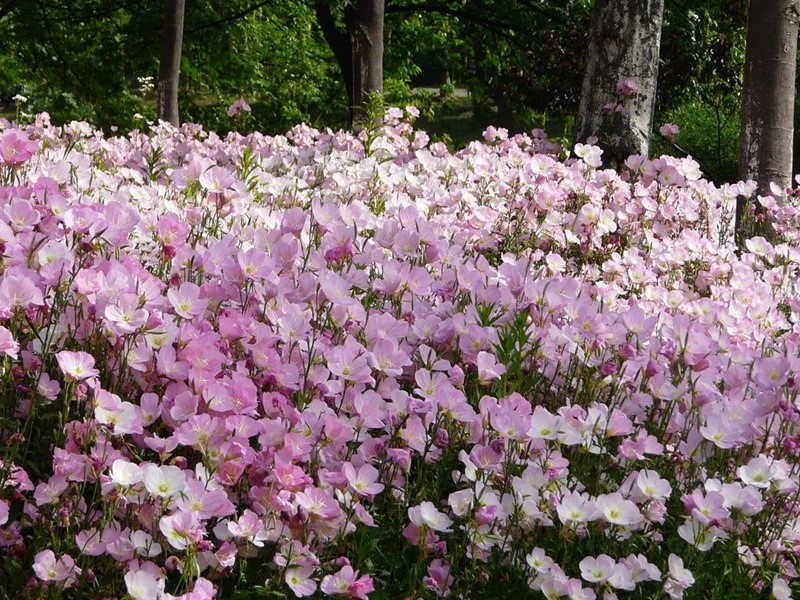 月见草开花花朵
