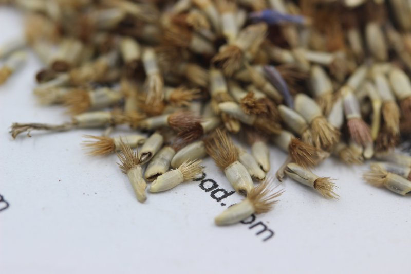 矢车菊<a href='https://www.lvbad.com/' target='_blank'>种子</a>