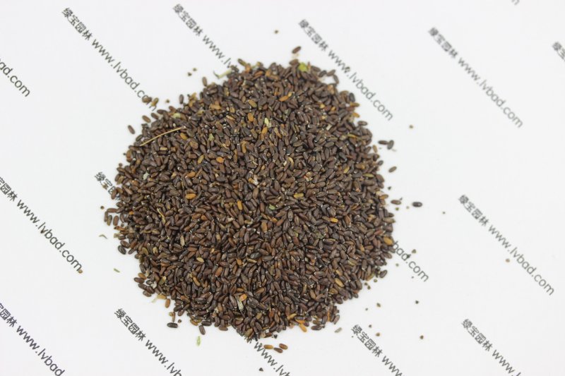 <a href='https://www.lvbad.com/caohuazhongzi/1645.html' target='_blank'>薰衣草</a><a href='https://www.lvbad.com/' target='_blank'>种子</a>