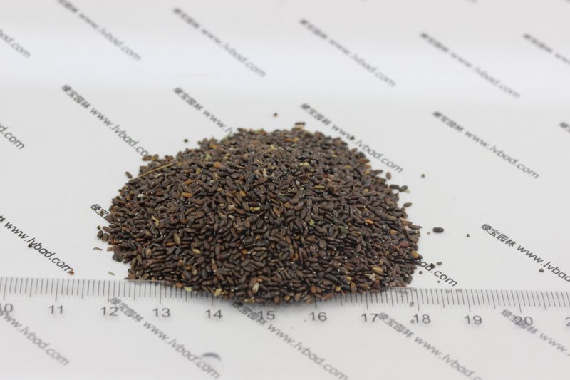 <a href='https://www.lvbad.com/caohuazhongzi/1645.html' target='_blank'>薰衣草种子</a>