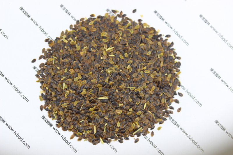 <a href='https://www.lvbad.com/caohuazhongzi/1577.html' target='_blank'>蓝花亚麻</a><a href='https://www.lvbad.com/' target='_blank'>种子</a>