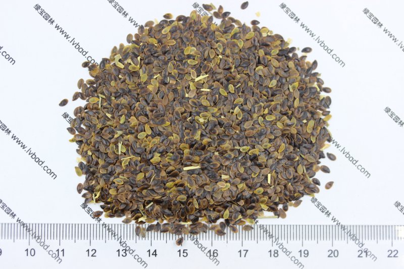 <a href='https://www.lvbad.com/caohuazhongzi/1577.html' target='_blank'>蓝花亚麻种子</a>