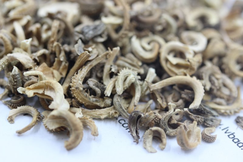 <a href='https://www.lvbad.com/caohuazhongzi/1571.html' target='_blank'>金盏菊</a><a href='https://www.lvbad.com/' target='_blank'>种子</a>图片