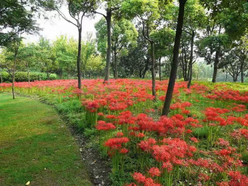 石蒜开花图片