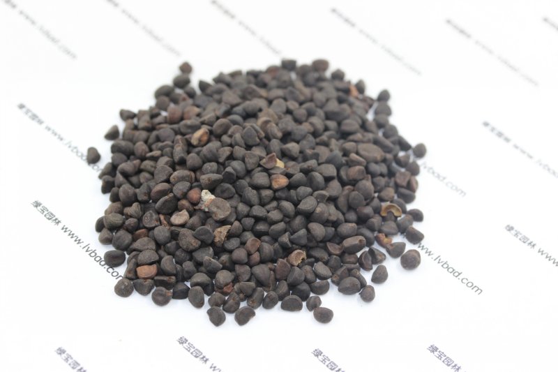<a href='https://www.lvbad.com/caohuazhongzi/1613.html' target='_blank'>牵牛花</a><a href='https://www.lvbad.com/' target='_blank'>种子</a>