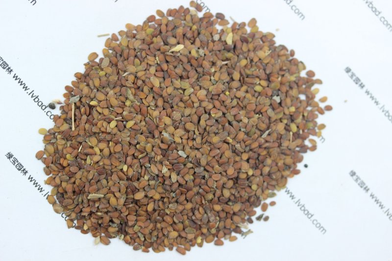 <a href='https://www.lvbad.com/caohuazhongzi/1050.html' target='_blank'>蜂室花种子</a>
