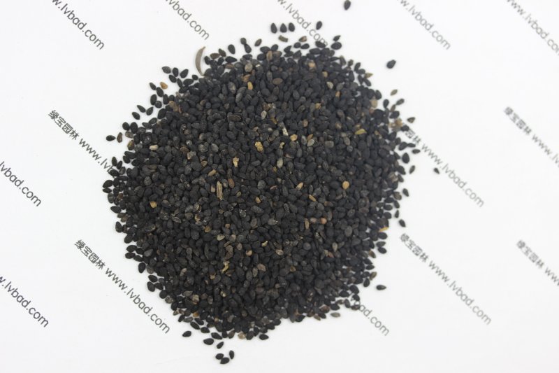 <a href='https://www.lvbad.com/caohuazhongzi/1061.html' target='_blank'>黑种草种子</a>