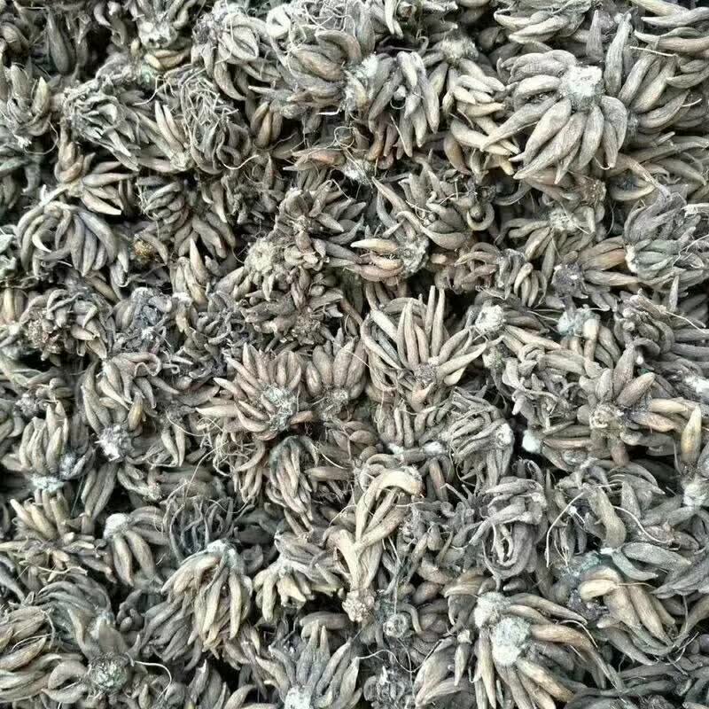 <a href='https://www.lvbad.com/caohuazhongzi/16088.html' target='_blank'>花毛茛种球</a>种苗