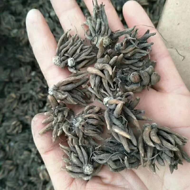 <a href='https://www.lvbad.com/caohuazhongzi/16088.html' target='_blank'>花毛茛种球</a>种苗