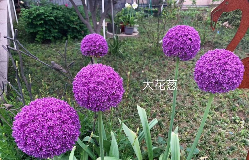 采收<a href='https://www.lvbad.com/caohuazhongzi/1035.html' target='_blank'>大花葱种球</a>