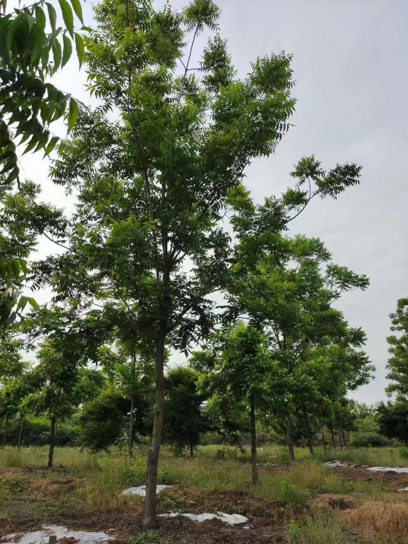 核<a href='https://www.lvbad.com/linmuzhongzi/1723.html' target='_blank'>桃树</a>
