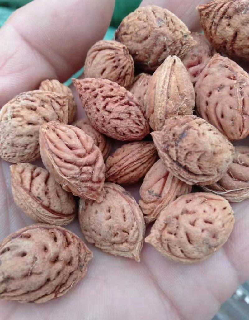 <a href='https://www.lvbad.com/guoshuzhongzi/1877.html' target='_blank'>毛桃种子</a>