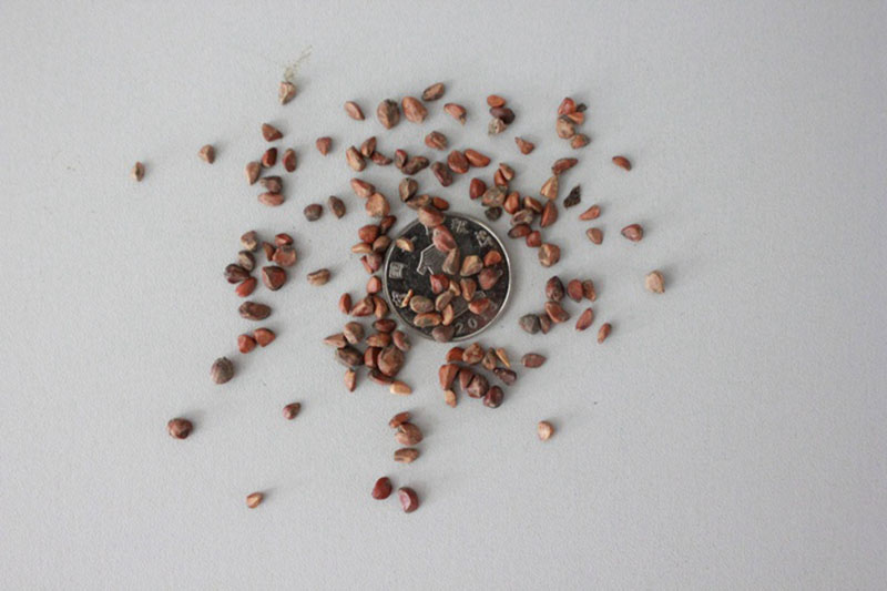 <a href='https://www.lvbad.com/linmuzhongzi/1700.html' target='_blank'>月季花种子</a>和一元硬币对比图片
