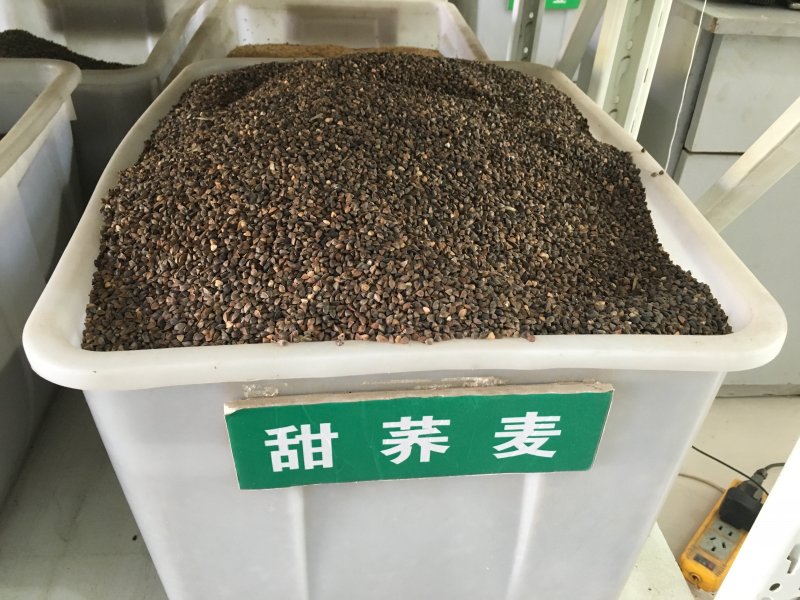 荞麦<a href='https://www.lvbad.com/' target='_blank'>种子</a>