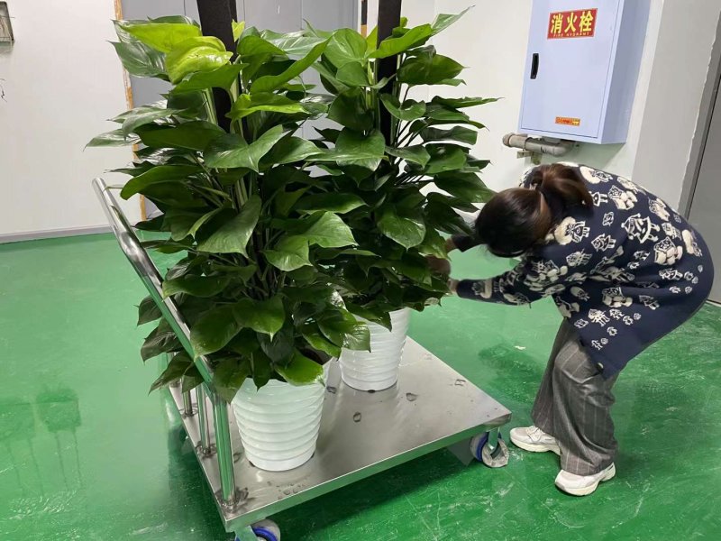 绿植植物室内室外绿色植物花卉