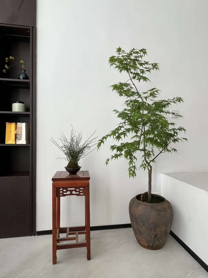 绿植植物室内室外绿色植物花卉