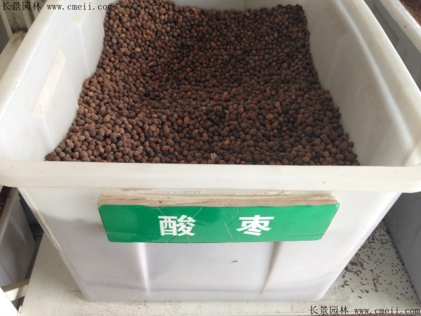 <a href='https://www.lvbad.com/guoshuzhongzi/1883.html' target='_blank'>酸枣</a><a href='https://www.lvbad.com/' target='_blank'>种子</a>图片