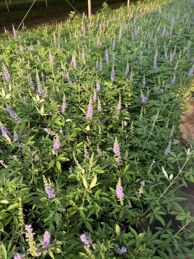 穗花牡丹荆穗花牡荆