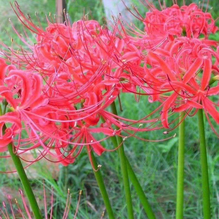 石蒜开花照片