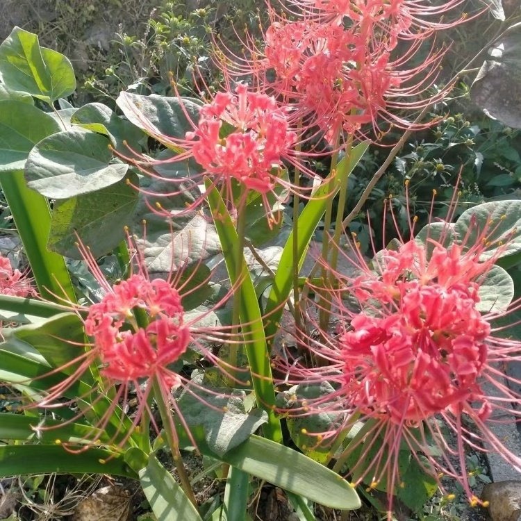 石蒜开花照片