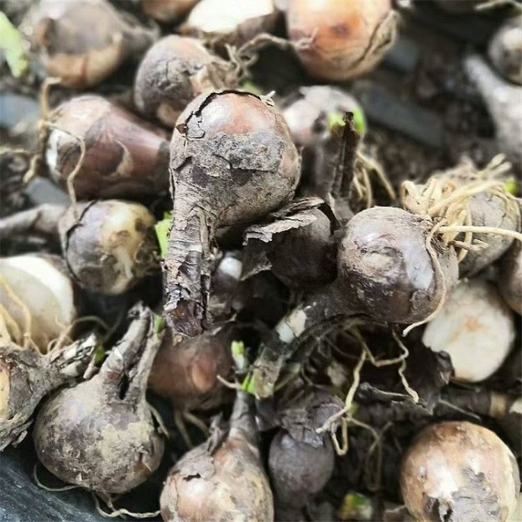 石蒜种球种根种苗